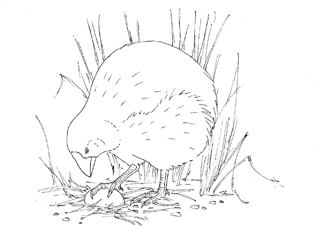 Copy of Takahe (Notornis).jpg